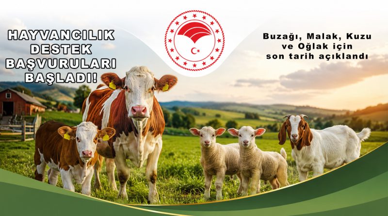 Hayvancılık Destek Başvuruları Başladı! Buzağı, Malak, Kuzu ve Oğlak İçin Son Tarih Açıklandı